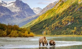 Animal, Bear, Mammal