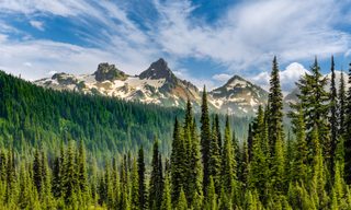 Plant, Tree, Fir