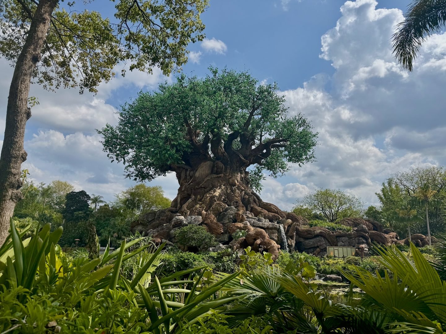 Plant, Tree, Tree Trunk